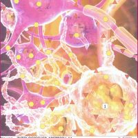 Ascension Oberon Messung auf Zellkernebene nach LichtEnergiebehandlung mit den LichtKristall-Werkzeugen