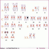 Ascension Oberonmessung auf Chromosomen-Ebene