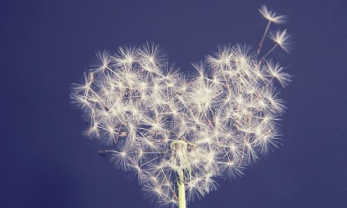 Pusteblumen-Harz - dandelion-5063527 Die 7 kosmischen Gesetze